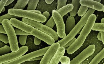 tipuri de paraziți intestinali la copii