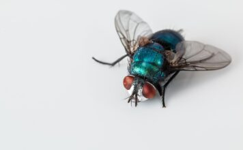 Arahnofobia