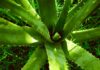plante rezistente