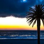 Washingtonia robusta