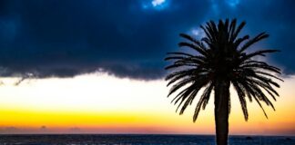 Washingtonia robusta