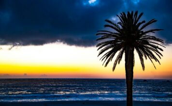Washingtonia robusta