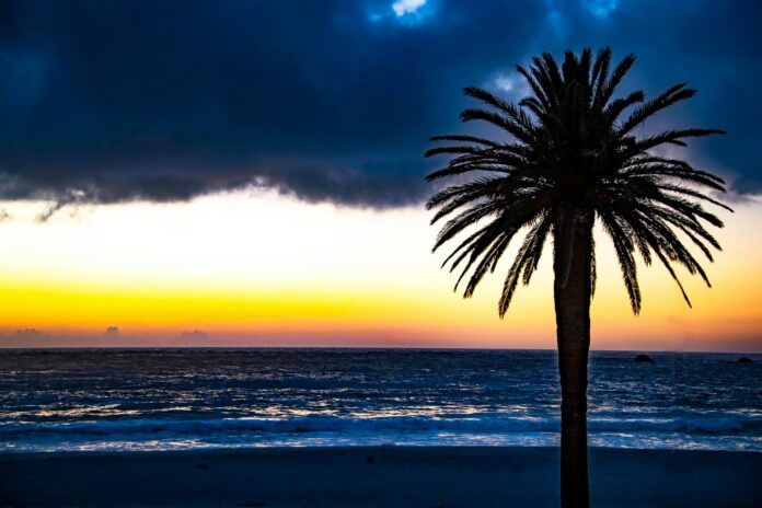 Washingtonia robusta