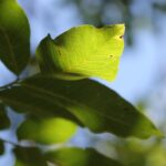 Frunza de nuc – între leacuri bătrânești și utilizări moderne Frunza de nuc