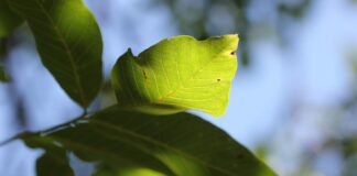Frunza de nuc – între leacuri bătrânești și utilizări moderne Frunza de nuc