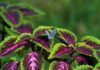 Coleus blumei
