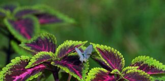 Coleus blumei