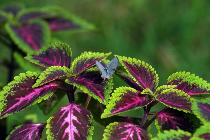 Coleus blumei