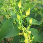 Aristolochia clematitis