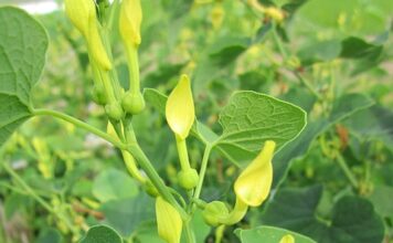 Aristolochia clematitis
