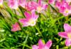 Angiosperme – plantele cu flori care domină lumea vegetală Angiospermele