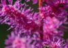 Astilbe roșu – pata de culoare care transformă orice grădină origine Astilbe roșu