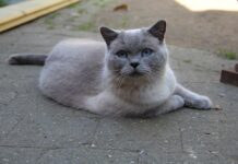 British Shorthair