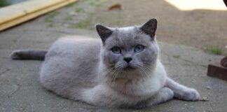 British Shorthair