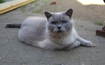 British Shorthair: temperament, îngrijire și particularități British Shorthair