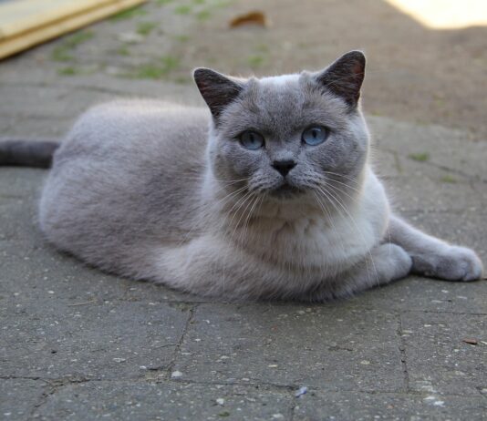 British Shorthair