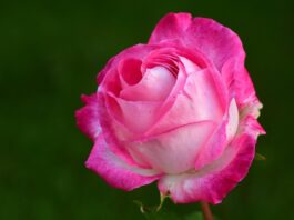 10 specii de flori perene pentru grădina ta, cu înflorire frumoasă și întreținere ușoară flori perene pentru grădina ta