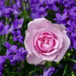 Ce simbolizează trandafirii roz în limbajul florilor trandafirii roz