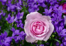 Ce simbolizează trandafirii roz în limbajul florilor trandafirii roz