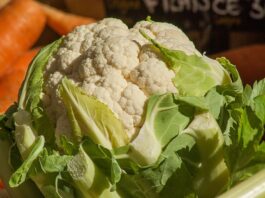 cultivare conopida Santamaria