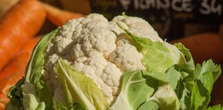 cultivare conopida Santamaria