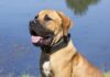 Boerboel: un câine puternic, curajos și devotat Boerboel
