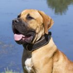 Boerboel: un câine puternic, curajos și devotat Boerboel