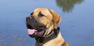 Boerboel: un câine puternic, curajos și devotat Boerboel