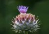 Cynara scolymus