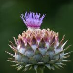 Cynara scolymus