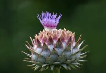 Cynara scolymus