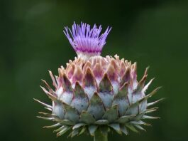 Cynara scolymus: anghinarea folosită pentru ficat și bilă Cynara scolymus