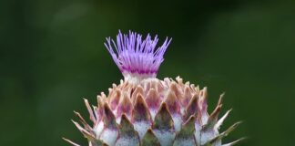 Cynara scolymus