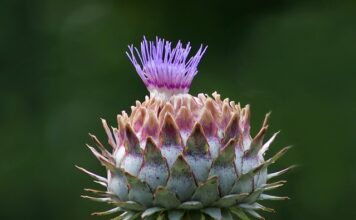 Cynara scolymus: anghinarea folosită pentru ficat și bilă Cynara scolymus