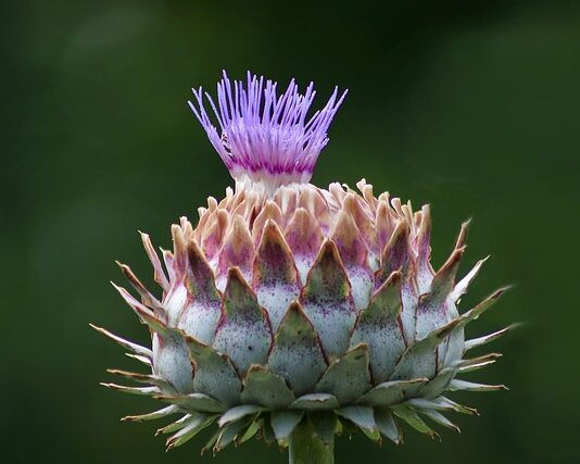 Cynara scolymus