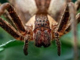 Păianjenul călător brazilian – un prădător nocturn cu venin puternic Păianjenul călător brazilian