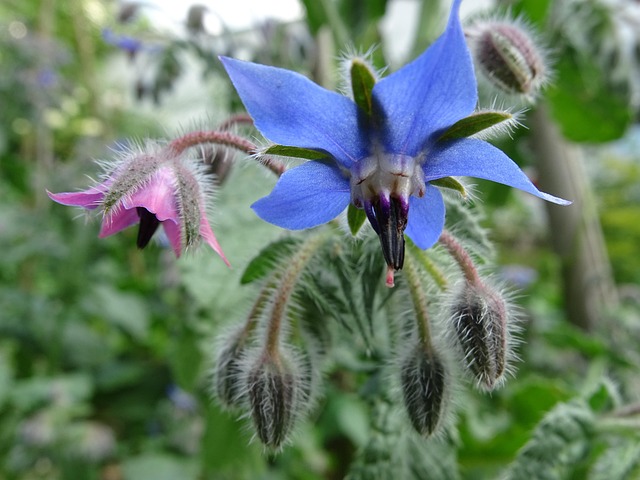 Borago-officinalis Limba mielului