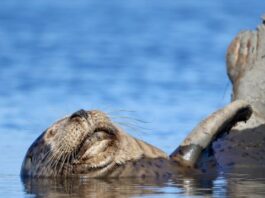 Cystophora cristata: foca cu glugă din apele reci ale Atlanticului de Nord Cystophora cristata