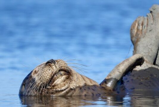 Cystophora cristata: foca cu glugă din apele reci ale Atlanticului de Nord Cystophora cristata
