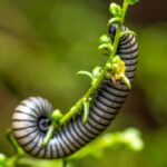 Spirostreptus giganteus: milipedul uriaș african care impresionează prin dimensiuni Spirostreptus giganteus