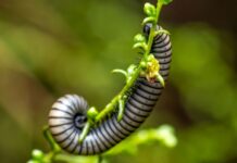 Spirostreptus giganteus: milipedul uriaș african care impresionează prin dimensiuni Spirostreptus giganteus