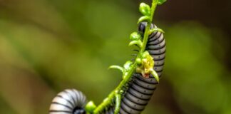 Spirostreptus giganteus: milipedul uriaș african care impresionează prin dimensiuni Spirostreptus giganteus