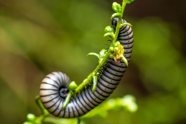 milipedul-uriaș-african Spirostreptus giganteus