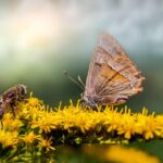 Grădina pentru albine și fluturi, cu flori înșirate din martie până în octombrie grădina pentru albine și fluturi